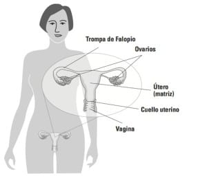 Conociendo el ciclo menstrual: la fase lútea
